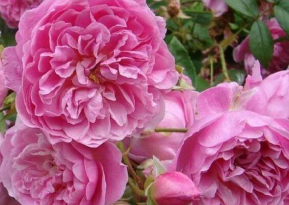 Cei mai frumoși trandafiri floribunda pe care să îi aveți în curte
